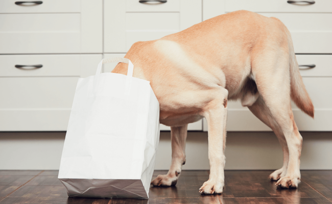 Marcas De Comida Para Perro Profeco