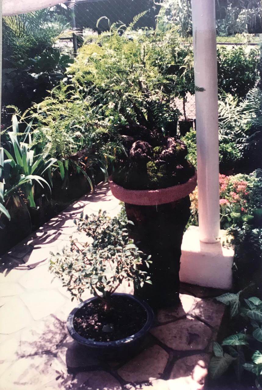 Bitácora de plantas Bonsai