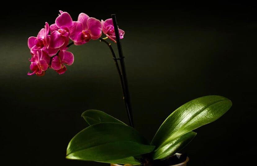 orquidea phalaenopsis se muere