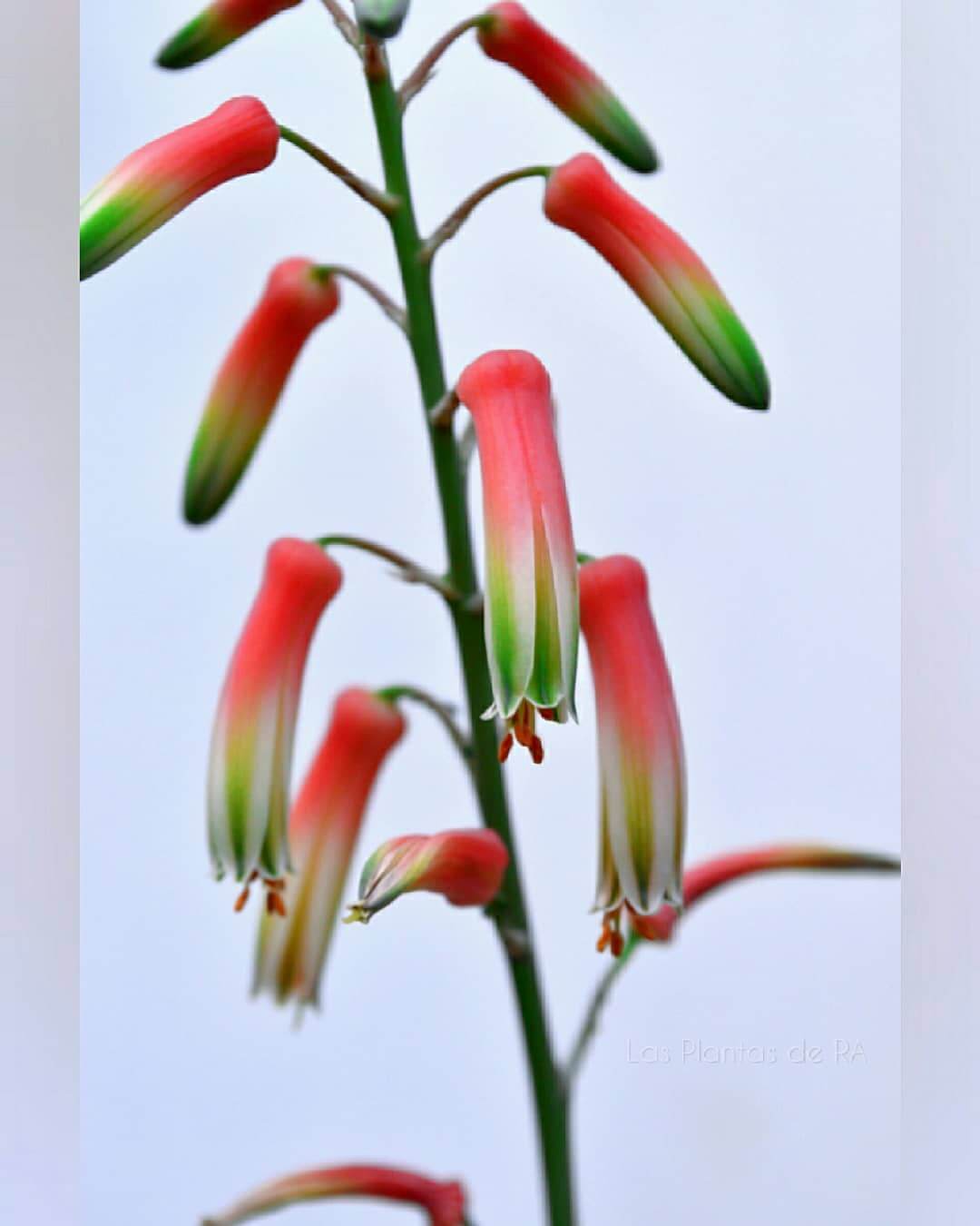 Flor de Aloe