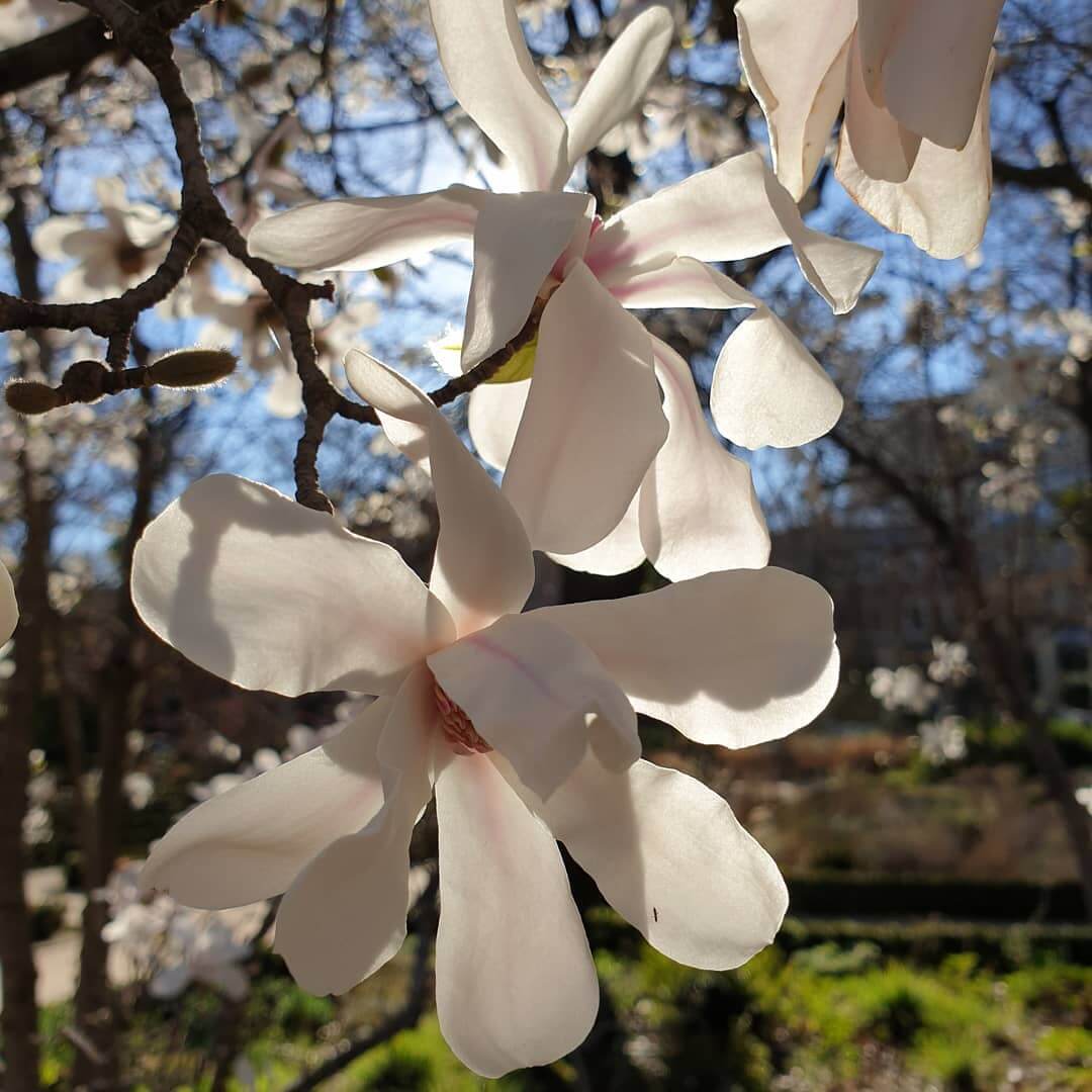 Magnolia x loebneri Merrill.