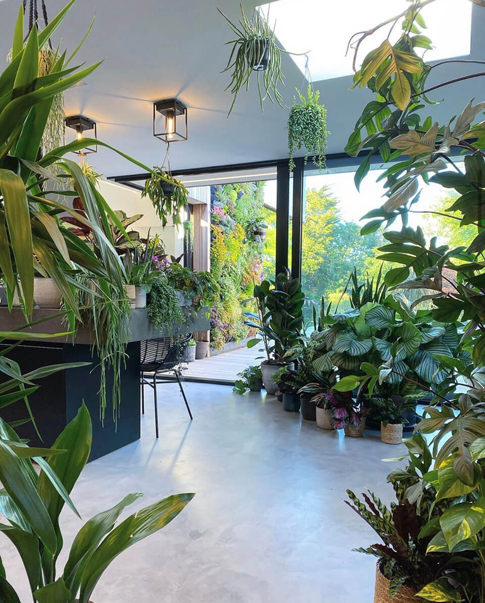 Entrada a la casa jungla: entrevista expertos en plantas