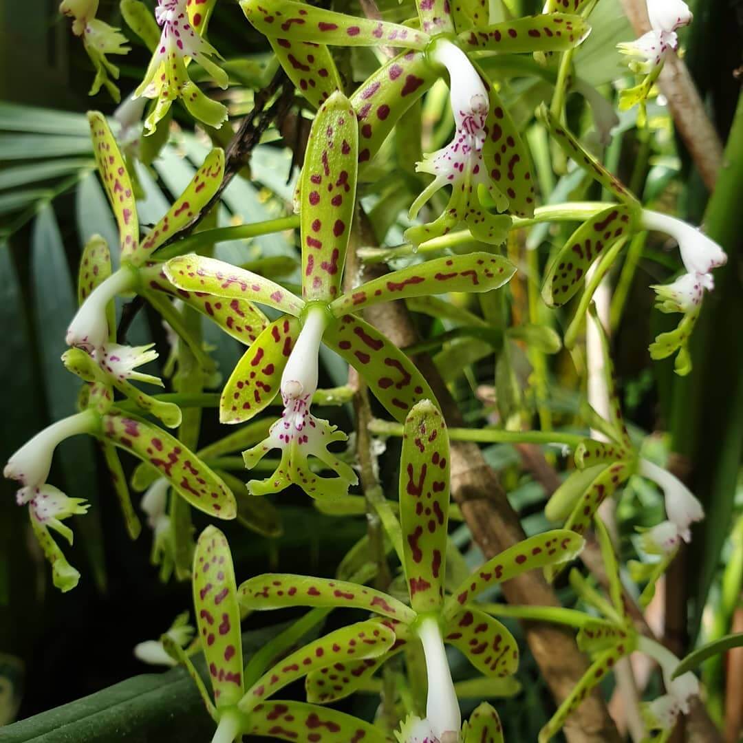 Epidendrum coronatum