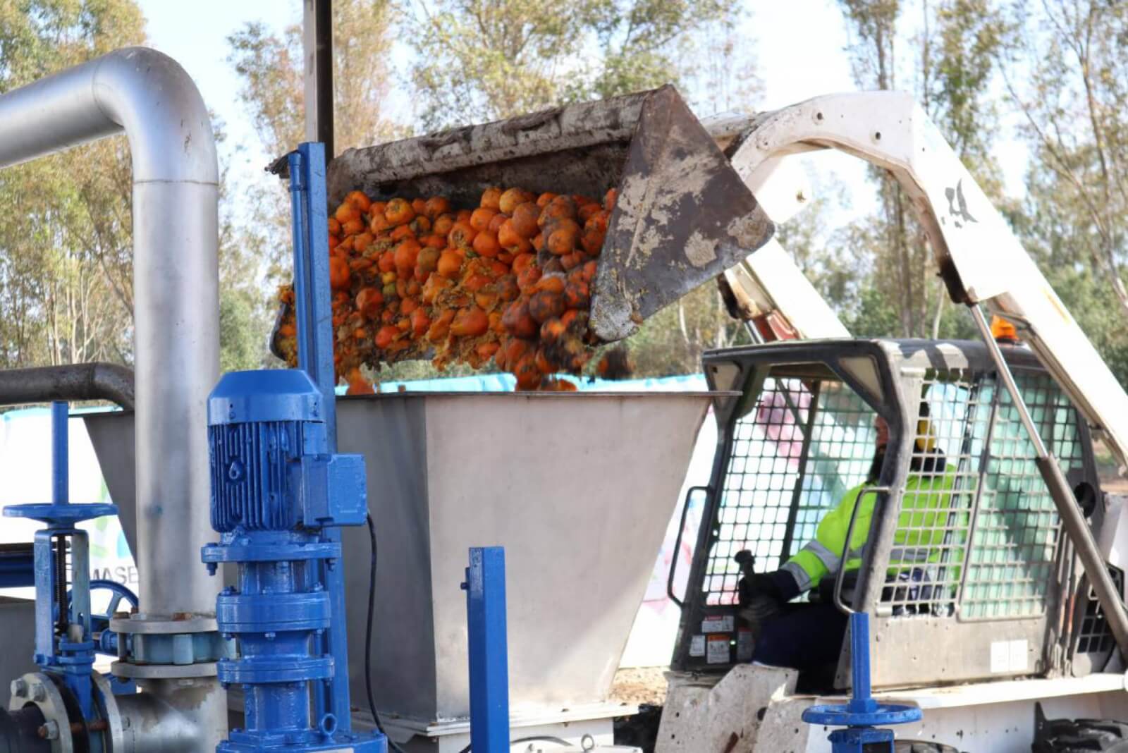 Foto naranjas siendo procesadas. Ayuntamiento de sevilla, España