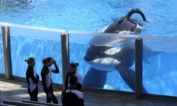 orca asesina asecha a sus entrenadoras en SeaWorld